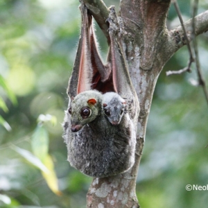 penang-hill-biosphere-reserve-001