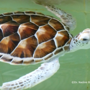 penang-hill-biosphere-reserve-002