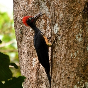 penang-hill-biosphere-reserve-003