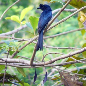 penang-hill-biosphere-reserve-004