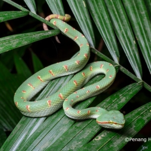 penang-hill-biosphere-reserve-005