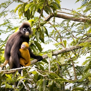 penang-hill-biosphere-reserve-006