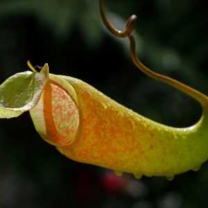 penang-hill-biosphere-reserve-007