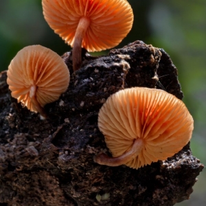 penang-hill-biosphere-reserve-008