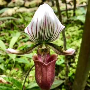 penang-hill-biosphere-reserve-009