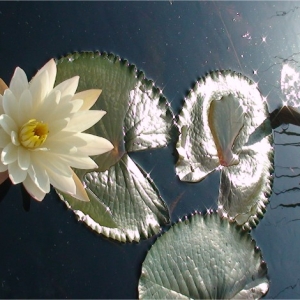 tasik-chini-biosphere-reserve-002