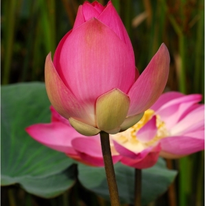 tasik-chini-biosphere-reserve-003